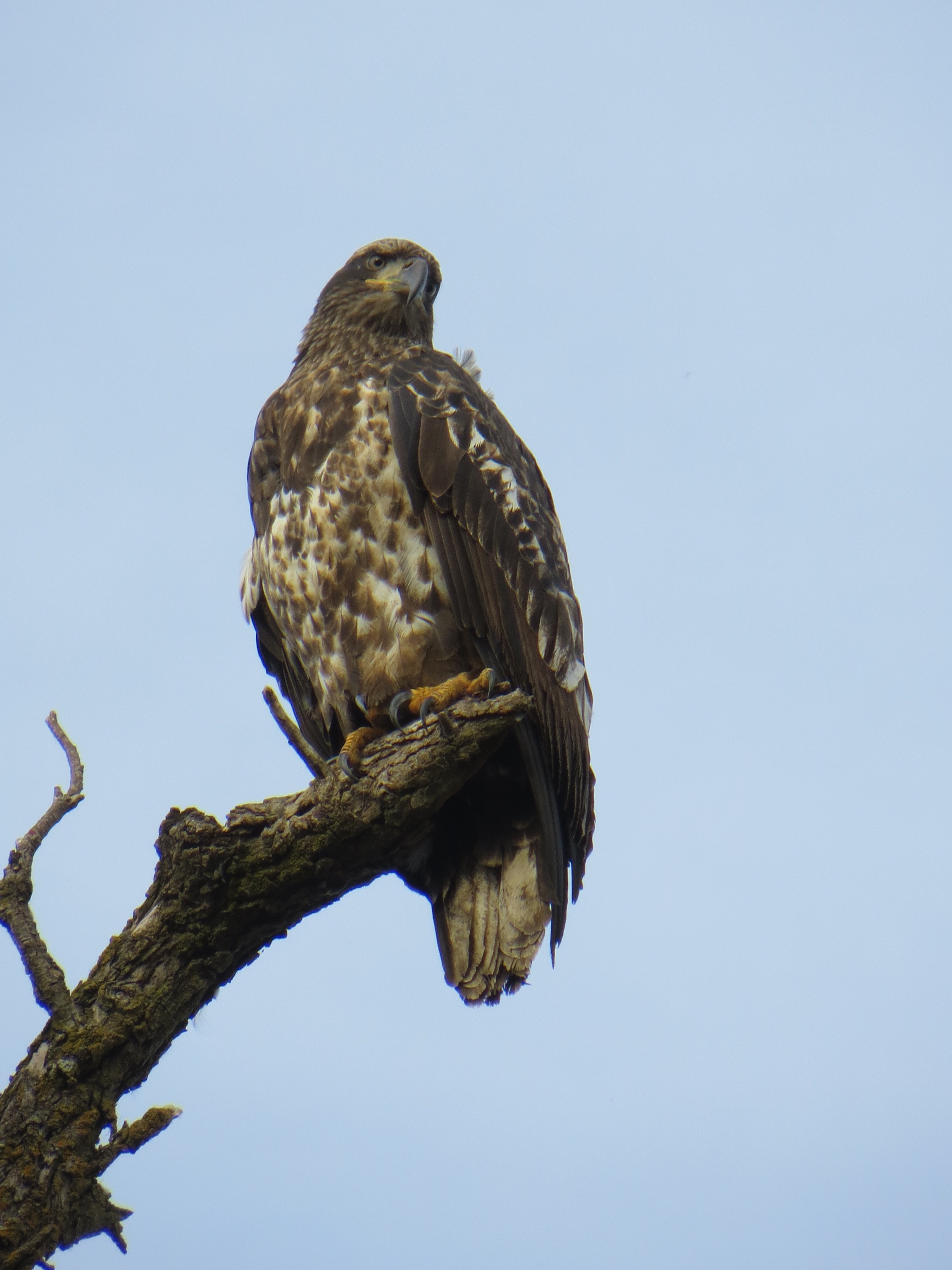 Immature bald eagle perched on a branch of a dead tree.