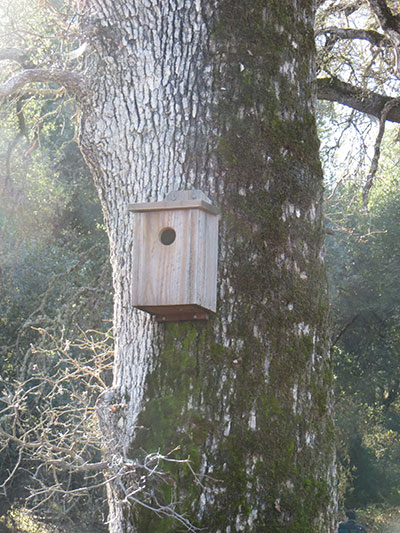 Songbird nest box attached to metal pole.