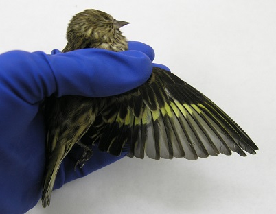 Pine siskin showing the characteristic yellow wing stripe.