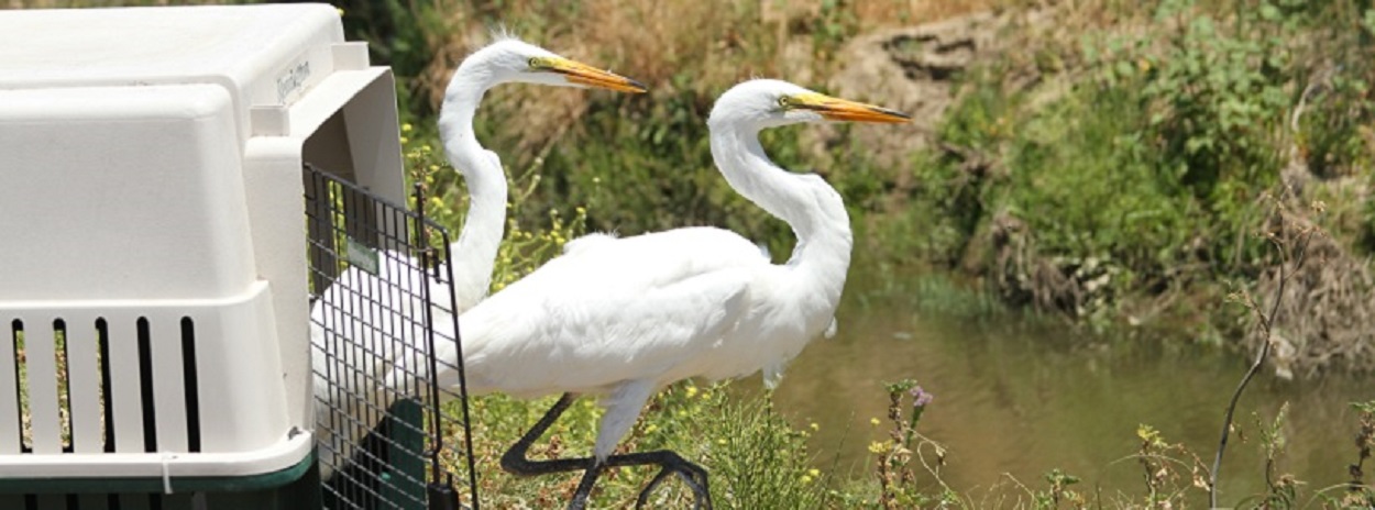 two egrets emerging from crate