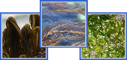 kelp