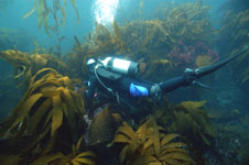 Kelp and Scuba Diver