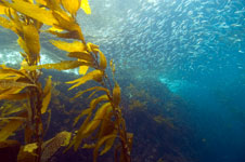 Kelp and Sardines