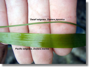 Blades of dwarf eelgrass, Zostera japonica, compared to native eelgrass, Zostera marina . Photo courtesy of Annie Eicher/UC ANR. Blades of dwarf eelgrass, Zostera japonica, compared to native eelgrass, Zostera marina. Photo courtesy of Annie Eicher/UC ANR.