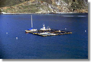 White seabass growout pens near Catalina Island. Photo courtesy of HSWRI. White seabass growout pens near Catalina Island. Photo courtesy of HSWRI.
