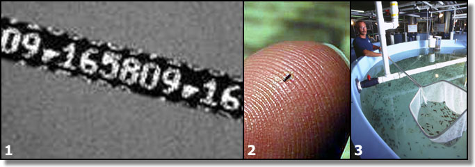 From left to right: Magnified coded wire tag. photo courtesy of Northwest Marine Technologies, Inc.; Coded wire tag on fingertip to show scale. photo courtesy of Northwest Marine Technolgies, Inc.; Juvenile tank at the hatchery in Carlsbad. photo courtesy of HSWRI From left to right: Magnified coded wire tag. photo courtesy of Northwest Marine Technologies, Inc.; Coded wire tag on fingertip to show scale. photo courtesy of Northwest Marine Technologies, Inc.; Juvenile tank at the hatchery in Carlsbad. photo courtesy of HSWRI