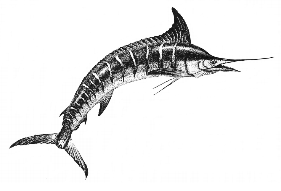 Drawing of a billfish