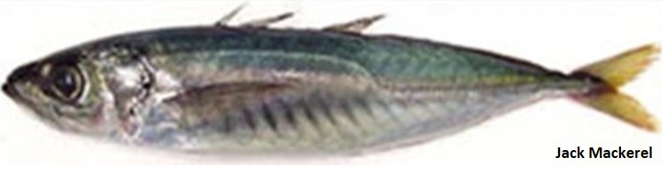 Green and silver jack mackerel