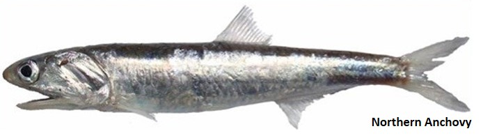 Northern anchovy