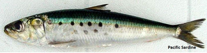 Green and silver sardine with dots in the middle