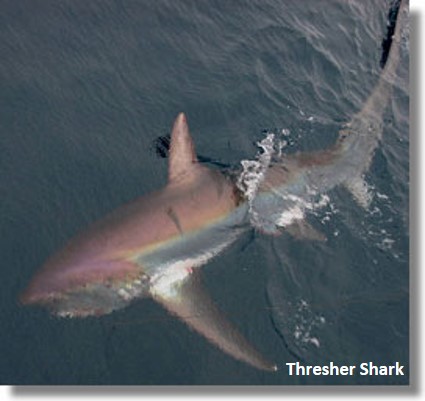 Thresher shark underwater