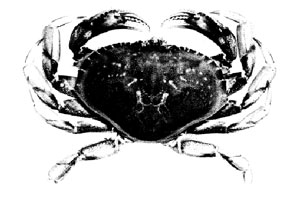 Figure 1 - crab illustration
