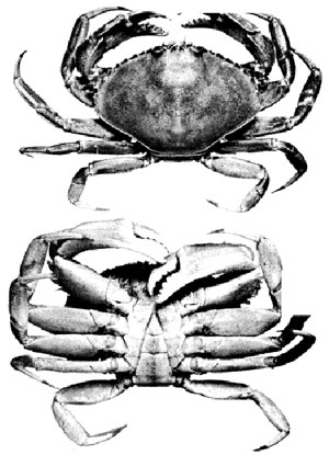 Figure 3 - crab illustrations Figure 3 - crab illustrations