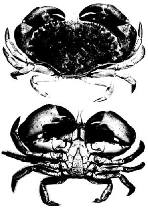 figure 4 - crab illustrations