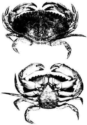 Figure 5 - crab illustrations Figure 5 - crab illustrations