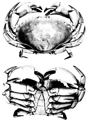 Figure 6 - crab illustrations