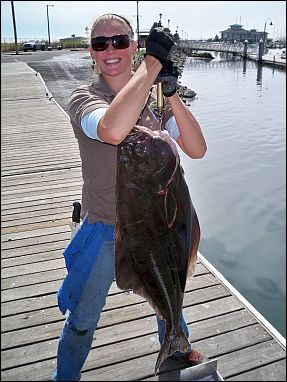 CDFW CRFS sampler taking data from a sport caught Pacific halibut in 2012, CDFW photo by E. W. Roberts III