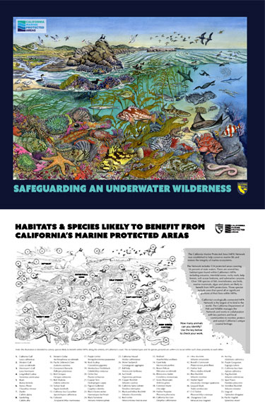 MPA Habitats Species Poster thumbnail - link opens in new window
