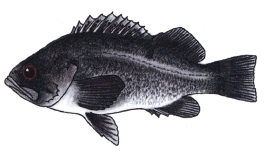 Black Rockfish Black Rockfish