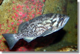 Blue Rockfish; Photo by Steve Lonhart of Simon/NOAA Blue Rockfish; Photo by Steve Lonhart of Simon/NOAA
