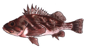 Calico Rockfish Calico Rockfish