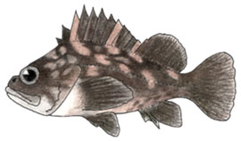 Gopher Rockfish Gopher Rockfish