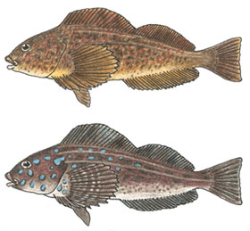 Kelp Greenling Kelp Greenling