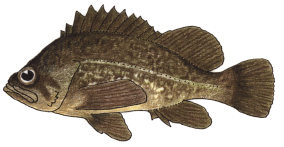 Kelp Rockfish Kelp Rockfish