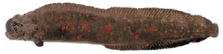 Monkeyface Prickleback Monkeyface Prickleback