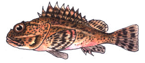 Scorpionfish Scorpionfish