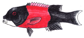 Sheephead Sheephead