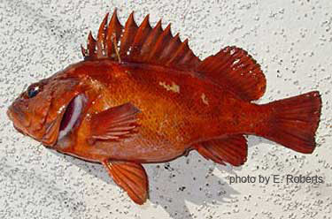 Photo of species for June 2005 Fish Identification Quiz