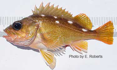 Photo of species for June 2005 Fish Identification Quiz Photo of species for June 2005 Fish Identification Quiz
