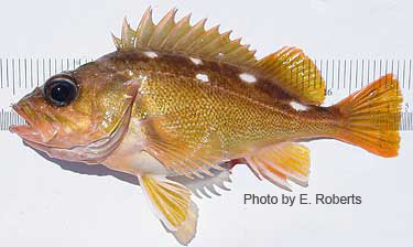 Photo of species for June 2005 Fish Identification Quiz