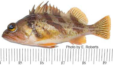 Photo of species for June 2005 Fish Identification Quiz