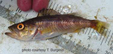 Photo of species for June 2005 Fish Identification Quiz Photo of species for June 2005 Fish Identification Quiz