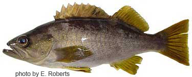 Photo of species for June 2005 Fish Identification Quiz