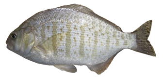 CDFW photo by Ken Oda January 2012 MMN Fish Quiz Photo; CDFW photo by Ken Oda