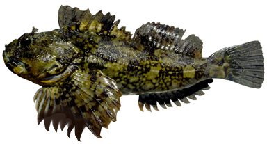 CDFW photo by Ed Roberts May 2011 MMN Fish Quiz Photo; CDFW photo by Ed Roberts