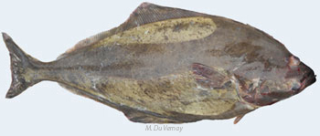 Photo by M. DuVernay May 2012 MMN Fish Quiz Photo; Photo by M. DuVernay