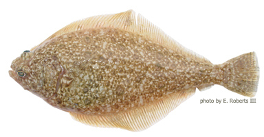 Photo by E. Roberts July 2014 MMN Fish Quiz Photo; Photo by E. Roberts