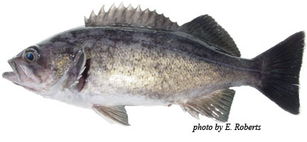 CDFW photo by Ed Roberts October 2011 MMN Fish Quiz Photo; CDFW photo by Ed Roberts
