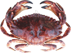 Crab photo courtesy of Oregon Department of Fish and Wildlife Red Rock Crab