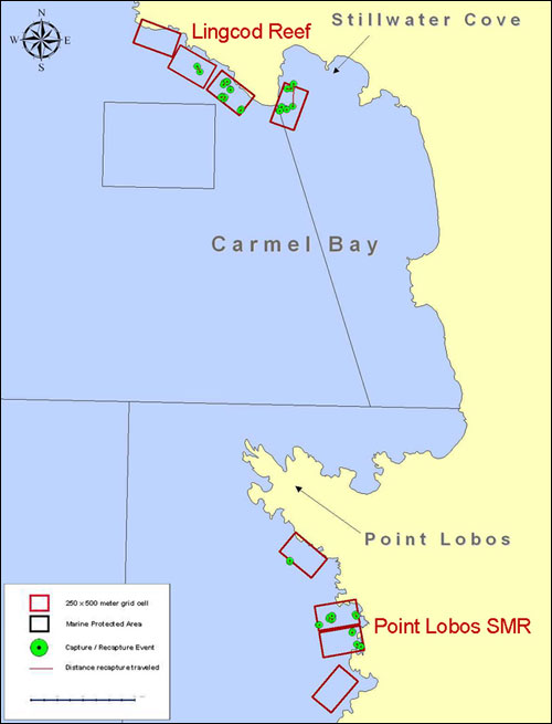 Map of Carmel Bay showing grid cells at Lingcod Reef and Point Lobos sampling sites Map of Carmel Bay showing grid cells at Lingcod Reef and Point Lobos sampling sites