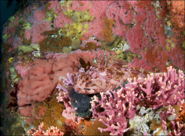 Tagged cabezon at Carmel Pinnacles State Marine Reserve, January 2009. Photo by Clinton Bauder.