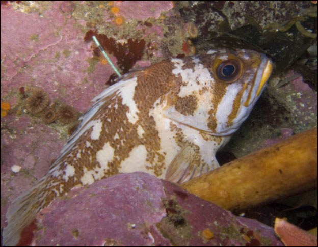 Tagged gopher rockfish at Carmel Pinnacles State Marine Reserve, January 2009. Photo by Jim Van Gogh.