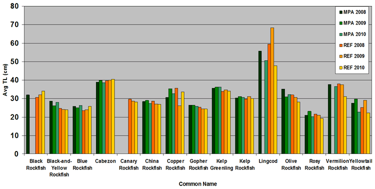 Average Total Length of Common Fish Caught Average Total Length of Common Fish Caught