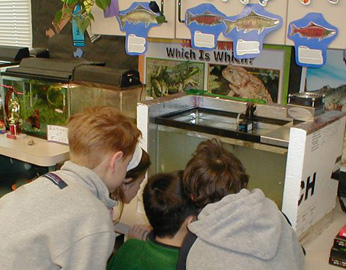 young students examining fish in tank
