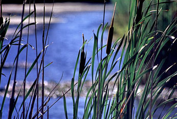 image of water with some grass