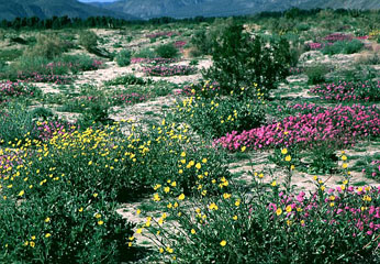 Desert wildflowers